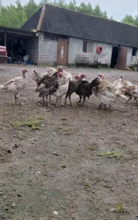 بوقلمون بوربون ۳ماهه