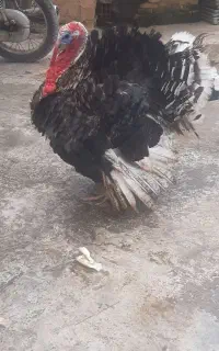 بقلمون