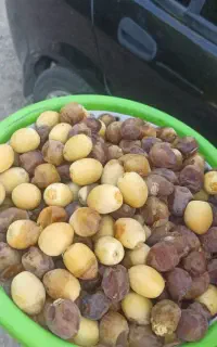 رطب بریم وبرحی