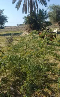 دام زنده