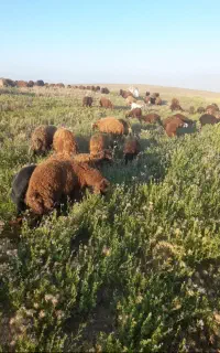 بره نر سبک وزن