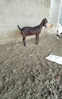 بز پاکستانی