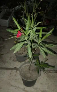 گلهای طبیعی