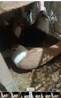 سه جفت رنگی مخمل سیاه دم سفید