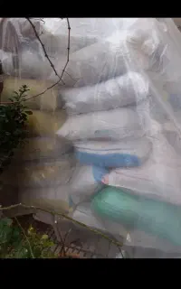 کودبار کبوتر