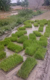 شالی  طارم  هاشمی  بی داز   ۷۵ روز