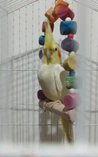 عروس هلندی ماده بالغ