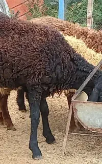 گوسفند بره نرو و ماده