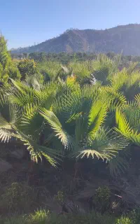 پالم چندساله