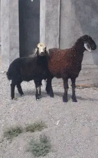2عدد بره نر جنس بالا مخصوص پروارگوسفند