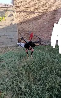 خروس لاری
