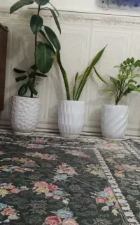 گل آپارتمان