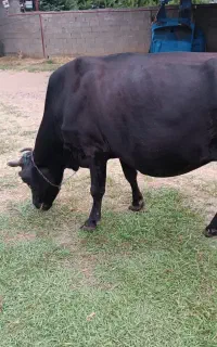 گاو