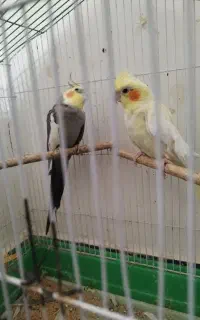 پرنده