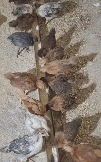 جوجه ۶۰روزه