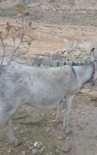 الاغ ماده