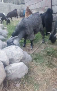 بره چپشت...