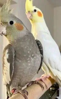 عروس هلندی گمشده