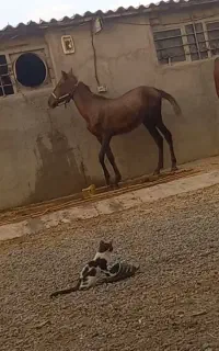 اسب معاوضه با موتور