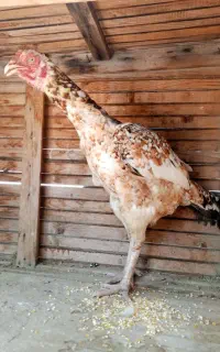 دو عدد مرغ نژادار