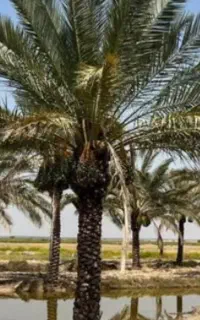 کنه نخل