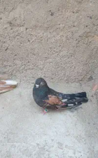 کبوتر