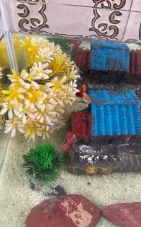 بچه ماهی گوبی