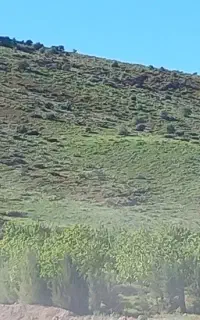 باغبان - کارگر باغ