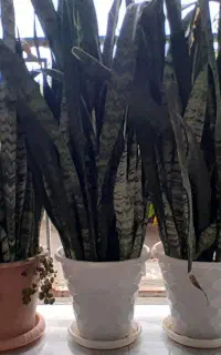گل آپارتمانی سانسوریا