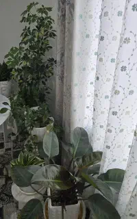 گل و گلدان آپارتمانی
