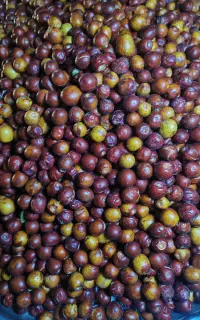 عناب تازه آبدار شیرین کلپسه کلبوسه