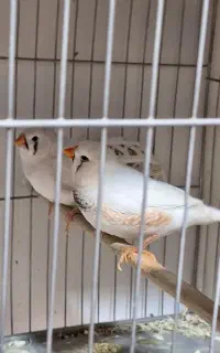 سالن تکثیر و پروش آیهان گلدین