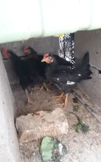 مرغ بلک استار