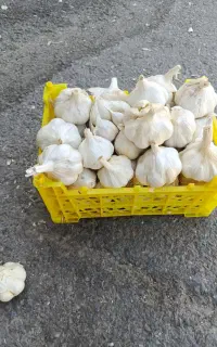 سیرتند همدان یک دست