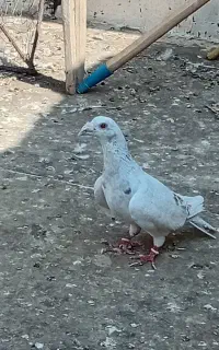کبوتر