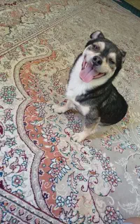 سگ گمشده