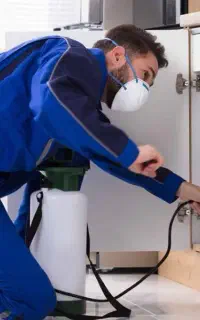 بدون سم پاشی و تخلیه قطعی سوسک ها را نابود میکنیم