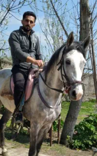 اسب نریان عرب ایرانی ۷ ساله