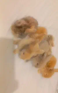 بچه خرگوش لپ اصیل