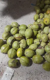 گردو درشت و پوست کاغذی سرتخت