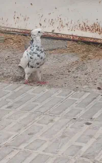 کفتر