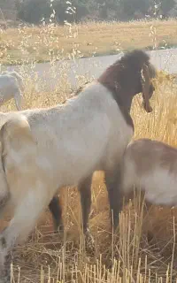 بز نر .ساورین