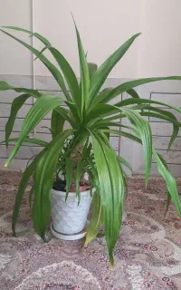 گل اشک ملکه
