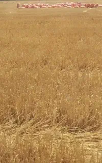 کاه