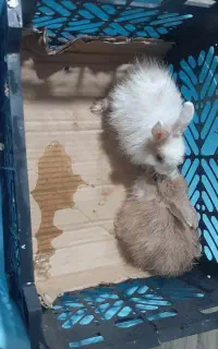 دو عدد خرگوش  ۶۰۰