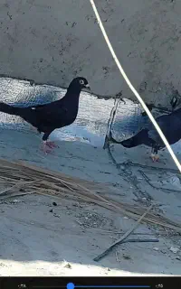 کفتر هوشک گم شده
