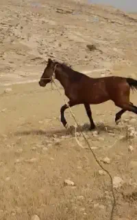 اسب نر جوان