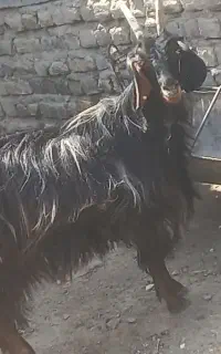بزه