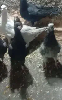 کبوتر