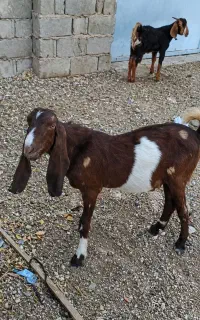 فروش یک عدد کهره ی نر